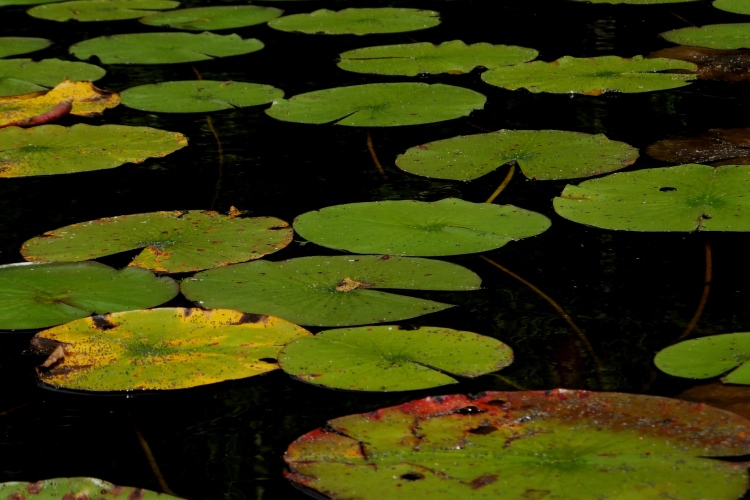 Shimmering Lily Pads
